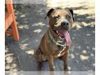 Bullboxer Pit DOG FOR ADOPTION RGADN-1347389 - SMOKIE - Boxer / American Pit