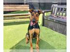 Doberman Pinscher Mix DOG FOR ADOPTION RGADN-1347395 - BETTY - Doberman Pinscher