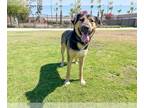 Shepweiller DOG FOR ADOPTION RGADN-1347397 - BISCUIT - Rottweiler / German