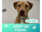 Labrador Retriever Mix DOG FOR ADOPTION RGADN-1347415 - MOE MOE - Labrador