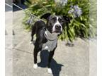 American Staffordshire Terrier DOG FOR ADOPTION RGADN-1347416 - Ace - American