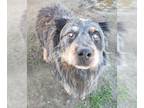 Collie Mix DOG FOR ADOPTION RGADN-1347419 - VENENO - Collie / Mixed (medium