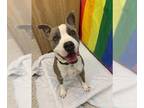 Staffordshire Bull Terrier DOG FOR ADOPTION RGADN-1347440 - *MR