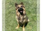 German Shepherd Dog DOG FOR ADOPTION RGADN-1347441 - *KAISER - German Shepherd