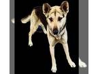 German Shepherd Dog DOG FOR ADOPTION RGADN-1347454 - Bella Trixie - German