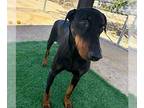 Doberman Pinscher DOG FOR ADOPTION RGADN-1347458 - Evie - Doberman Pinscher Dog