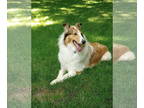 Collie DOG FOR ADOPTION RGADN-1347466 - Bea - Collie (long coat) Dog For