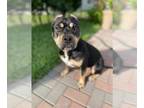 Staffordshire Bull Terrier DOG FOR ADOPTION RGADN-1347468 - LOLA - Staffordshire