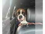 Boxer DOG FOR ADOPTION RGADN-1347482 - Juliette *Adoption Pending* - Boxer