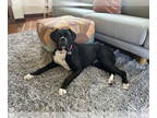 Boxer DOG FOR ADOPTION RGADN-1347483 - Lucille *Adoption Pending* - Boxer (short