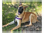 Boxer-German Shepherd Dog Mix DOG FOR ADOPTION RGADN-1347485 - DERBY - German
