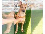 German Shepherd Dog DOG FOR ADOPTION RGADN-1347489 - Yvette - German Shepherd
