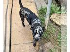 Catahoula Leopard Dog Mix DOG FOR ADOPTION RGADN-1347550 - Channing - Catahoula