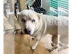 Siberian Husky DOG FOR ADOPTION RGADN-1347552 - Allie - Siberian Husky (long