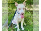Huskies -Labrador Retriever Mix DOG FOR ADOPTION RGADN-1347554 - Gracie *In New