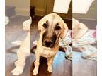 Anatolian Shepherd DOG FOR ADOPTION RGADN-1347561 - Bearette - Anatolian