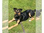 German Shepherd Dog-German Wirehaired Pointer Mix DOG FOR ADOPTION RGADN-1347562