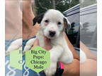 Shih Tzu Mix DOG FOR ADOPTION RGADN-1347571 - Big City : Chicago - Australian