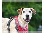 Catahoula Leopard Dog DOG FOR ADOPTION RGADN-1347586 - MERRICK - Catahoula