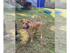 Huskies -Rhodesian Ridgeback Mix DOG FOR ADOPTION RGADN-1347611 - Do-Re - Husky
