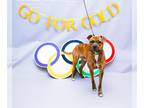 Boxer Mix DOG FOR ADOPTION RGADN-1347629 - JENNER - Boxer / Mixed (medium coat)
