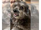 Poodle (Miniature) Mix DOG FOR ADOPTION RGADN-1347669 - TRIXIE - Poodle