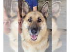 German Shepherd Dog DOG FOR ADOPTION RGADN-1347670 - Thor - German Shepherd Dog