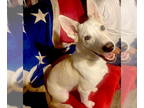 Collie Mix DOG FOR ADOPTION RGADN-1347673 - Chief - Collie / Mixed (short coat)