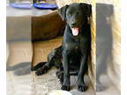 Rottweiler Mix DOG FOR ADOPTION RGADN-1347675 - Tucker - Black Labrador