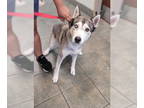 Huskies Mix DOG FOR ADOPTION RGADN-1347684 - LUNA - Husky / Mixed (medium coat)