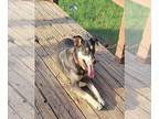 Huskies Mix DOG FOR ADOPTION RGADN-1347685 - NUBBY - Husky / Mixed (medium coat)