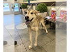 Huskies Mix DOG FOR ADOPTION RGADN-1347686 - CONRAD - Husky / Mixed (medium