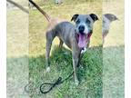 American Pit Bull Terrier DOG FOR ADOPTION RGADN-1347688 - ZEUS - American Pit