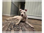 American Staffordshire Terrier Mix DOG FOR ADOPTION RGADN-1347729 - Nori -