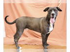Jack Russell Terrier Mix DOG FOR ADOPTION RGADN-1347736 - Apollo - Cane Corso