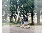 Shih Tzu Mix DOG FOR ADOPTION RGADN-1347760 - Gideon (GA) - Shih Tzu / Mixed