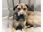 Boxer Mix DOG FOR ADOPTION RGADN-1347762 - Lenny (TX) - Boxer / Mixed (short