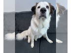 Great Pyrenees Mix DOG FOR ADOPTION RGADN-1347772 - Lila - Great Pyrenees /