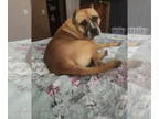 American Staffordshire Terrier DOG FOR ADOPTION RGADN-1347786 - Rocky - American