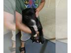 Bullboxer Pit DOG FOR ADOPTION RGADN-1347796 - Wavelyn - Pit Bull Terrier /