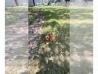 Golden Retriever DOG FOR ADOPTION RGADN-1347801 - BEARRA - Golden Retriever