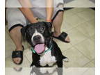 American Pit Bull Terrier Mix DOG FOR ADOPTION RGADN-1347805 - Moose - Pit Bull