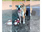 Boxador DOG FOR ADOPTION RGADN-1347806 - Romello Lizman - Labrador Retriever /