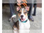 Australian Shepherd-Boxer Mix DOG FOR ADOPTION RGADN-1347809 - SeaBiscuit Lizman
