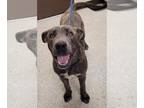 Shepradors DOG FOR ADOPTION RGADN-1347841 - CASPIAN - Labrador Retriever /