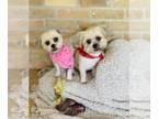 Shih Tzu Mix DOG FOR ADOPTION RGADN-1347842 - Prince and Princess in TX - Shih
