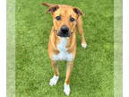 Black Mouth Cur Mix DOG FOR ADOPTION RGADN-1347846 - Gabby - Black Mouth Cur /