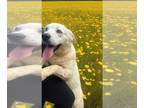 Great Pyrenees Mix DOG FOR ADOPTION RGADN-1347847 - Elsa - Great Pyrenees /