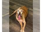 Golden Labrador DOG FOR ADOPTION RGADN-1347848 - JD 1298 - Golden Retriever /