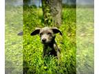 Blue Lacy Mix DOG FOR ADOPTION RGADN-1347851 - Lilo - Blue Lacy / Terrier /
